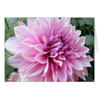 Dahlia rose et blanc