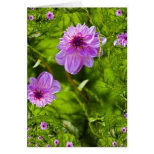Dahlia Rose Fantaisie