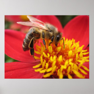 Dahlia (rot) poster