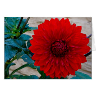 Dahlia rouge