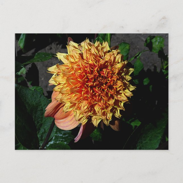 Dahlia Sandia Brocade#1 Postkarte (Vorderseite)