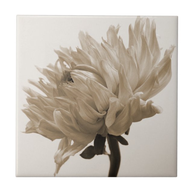 Dahlia sepia print fliese (Vorderseite)
