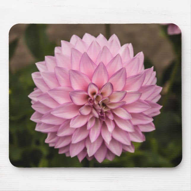 Dahlia Sommerblume Mousepad (Vorne)