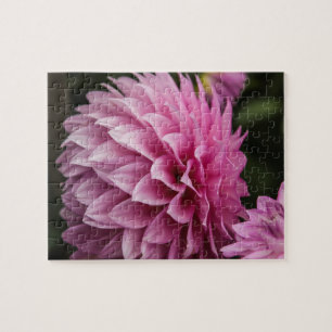 Dahlia Spring Blume