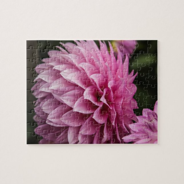 Dahlia Spring Blume (Horizontal)