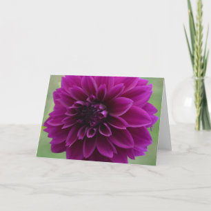 Dahlia violette sur une carte de billet, fermer