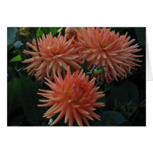Dahlias
