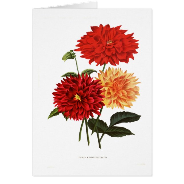 Dahlias (Devant)