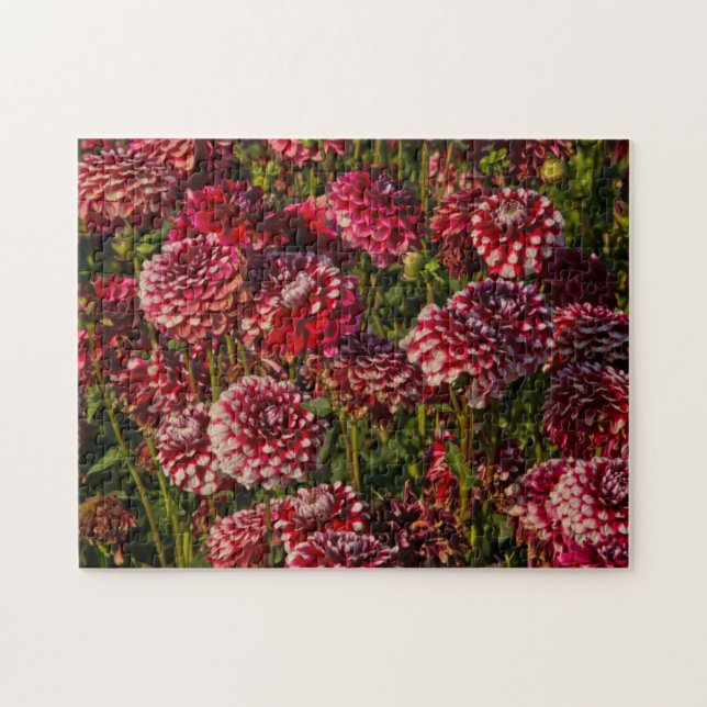Dahlias, Dahlia farm, Canby, Oregon, USA 4 (Horizontal)