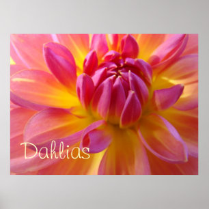 Dahlias-Kunstposter Pinke gelbe Dahlienblumen Poster