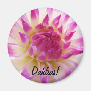 Dahlias! Magnet Rosa Weiße Dahlie-Blume