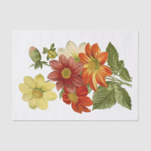 Dahlias Orange Weiß Gelb Rote Blume Seidenpapier