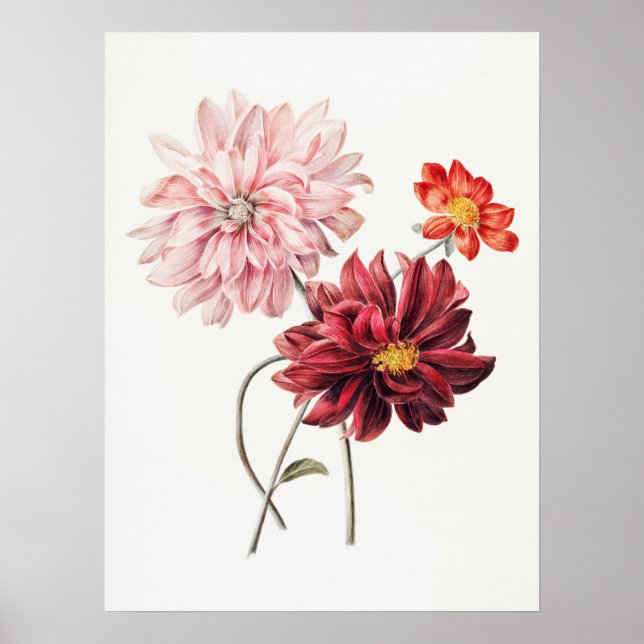 Dahlias Willem Hekking Vintage Blumenkunst Poster (Vorne)