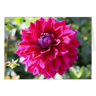 Dahlie