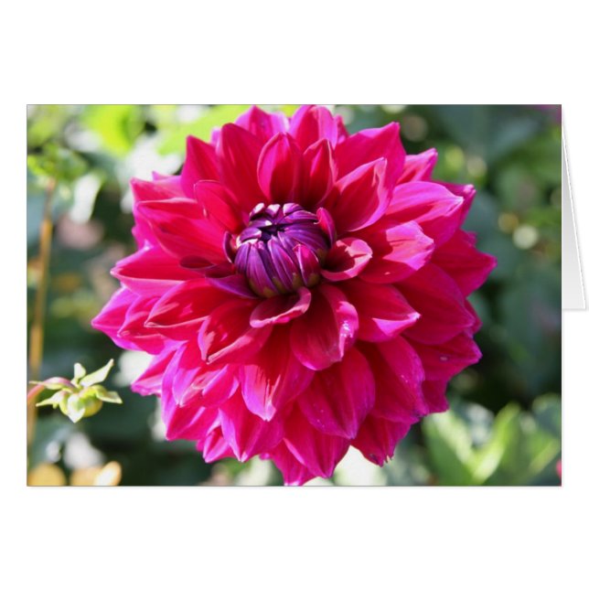 Dahlie (Vorderseite (Horizontal))