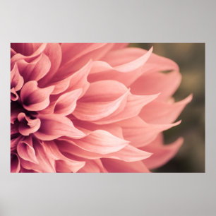 Dahlie-Blumen-Blüte Poster
