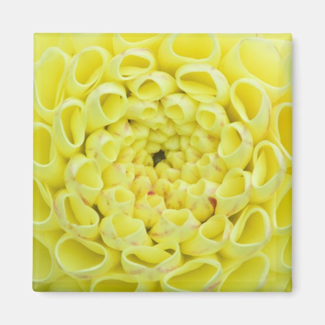 Dahlie Magnet (Vorne)