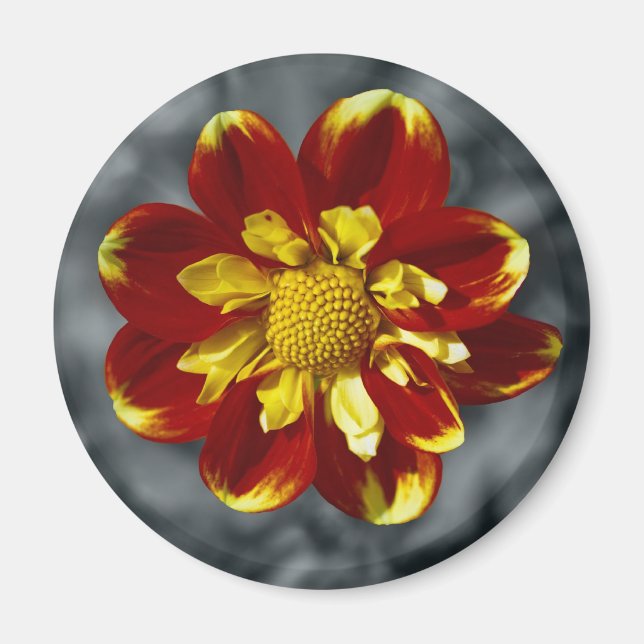 Dahlie Magnet (Vorne)