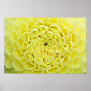 Dahlie Poster