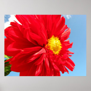 Dahlie Poster