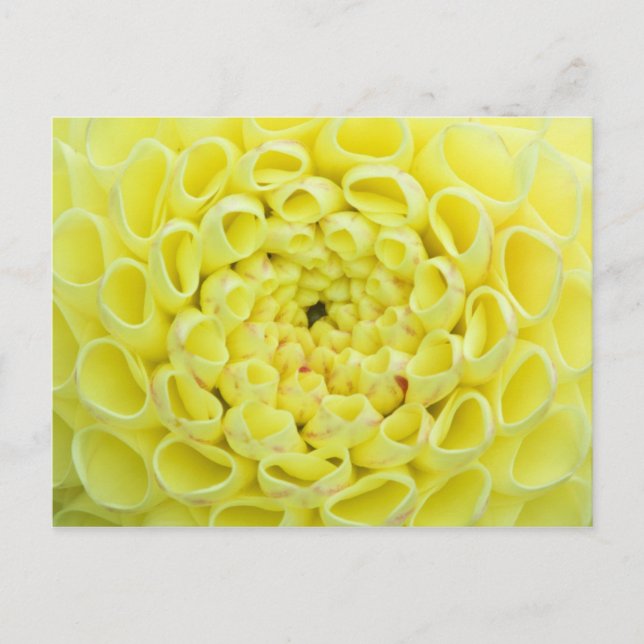 Dahlie Postkarte (Vorderseite)