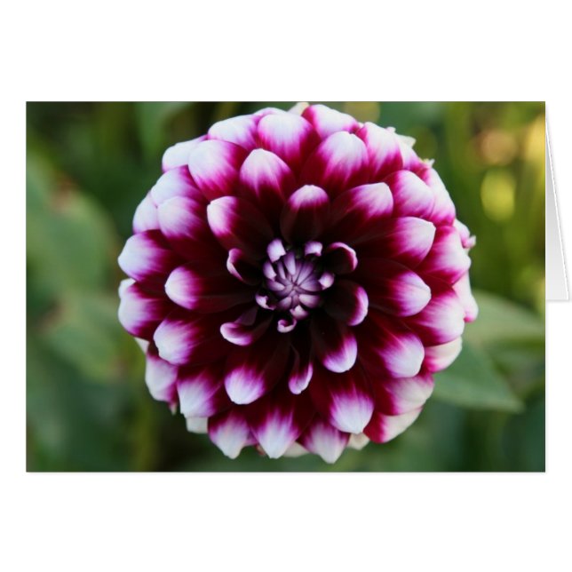 Dahlie, Ryan C (Vorderseite (Horizontal))