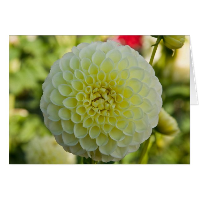 Dahlie, weißes Nettie (Vorderseite (Horizontal))