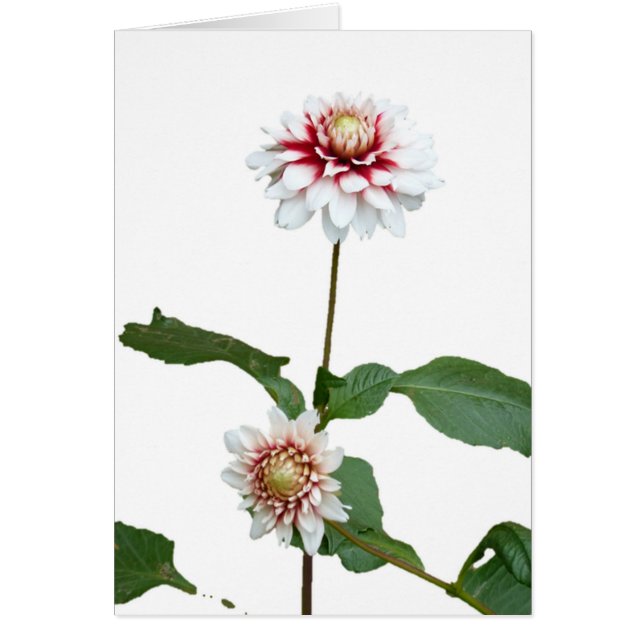 Dahlien 1 (Vorne)