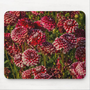 Dahlien, Dahlienfarm, Canby, Oregon, USA 4 Mousepad