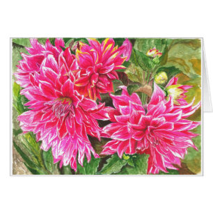 Dahlien in voller Blüte