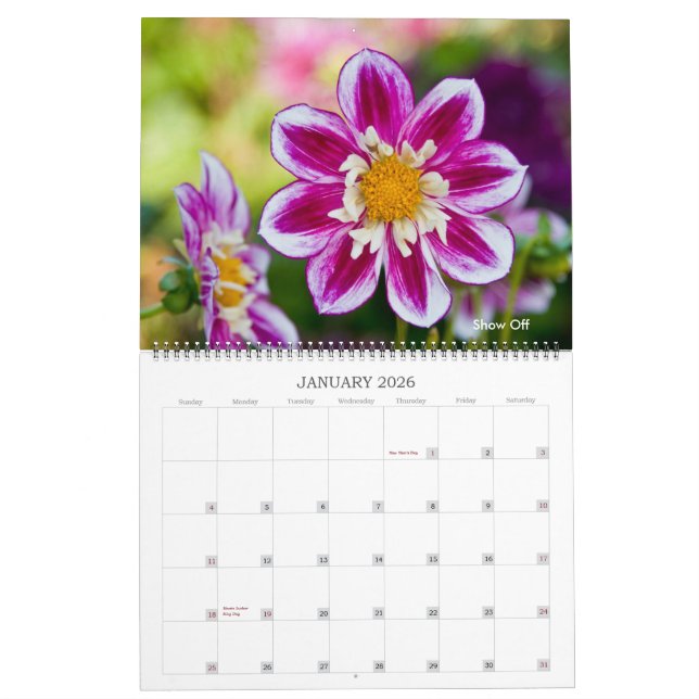 Dahlien Kalender (Jan 2026)