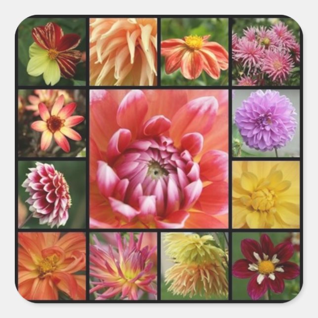 Dahlien Quadratischer Aufkleber (Vorderseite)