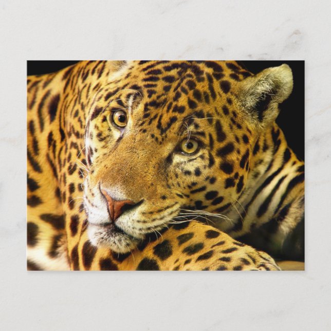 Daimler der Jaguar Postkarte (Vorderseite)