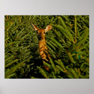 Daine en affiche de pins