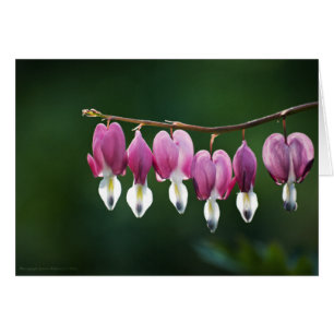 Dainty Hearts Card