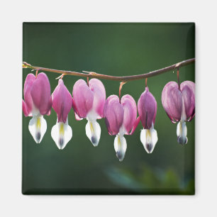 Dainty Hearts Magnet