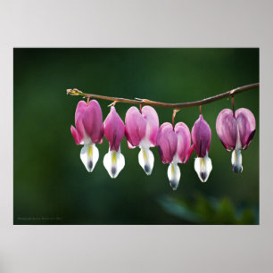 Dainty Hearts Print Poster