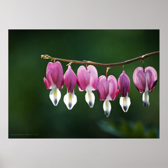 Dainty Hearts Print Poster (Vorne)