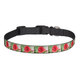 Dainty Rote Rose Hundehalsband Leine