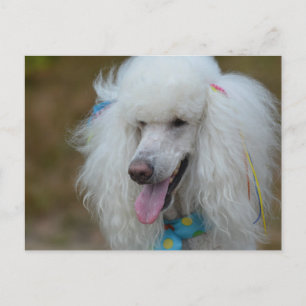 Dainty White Poodle Postkarte