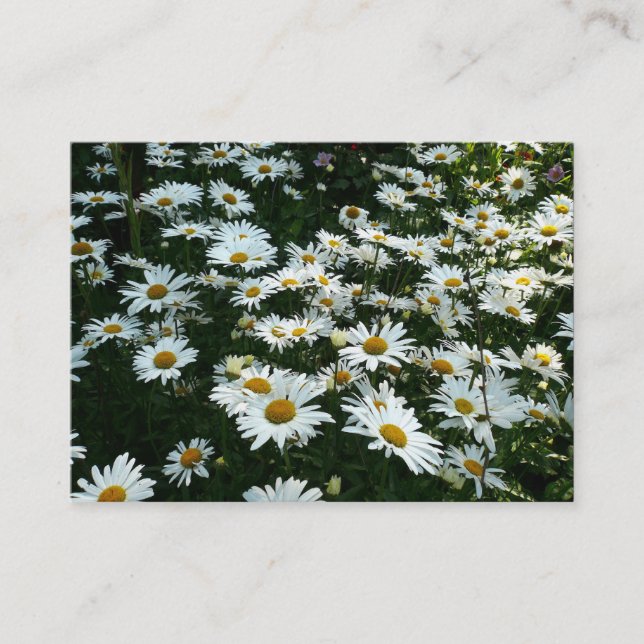 Daisées, Mini Carte photo (Devant)