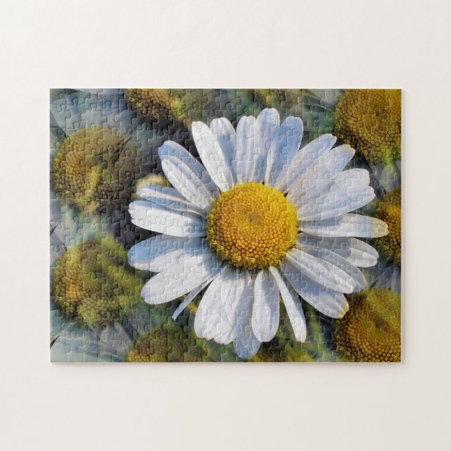 DAISIES (Horizontal)