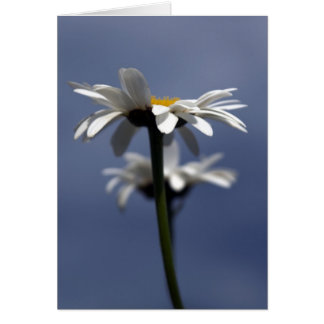 Daisies