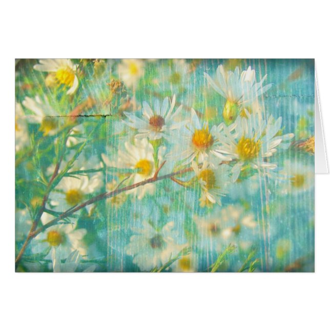 Daisies (Vorderseite (Horizontal))
