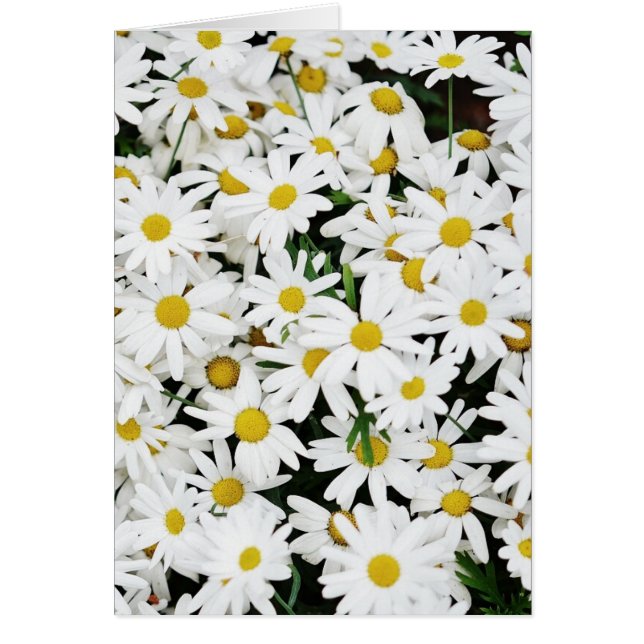 Daisies (Vorne)