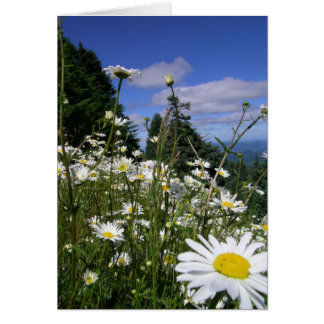 Daisies 01