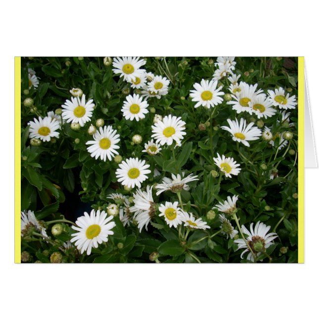 Daisies Alots (Vorderseite (Horizontal))