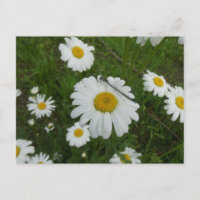 Daisies & Damselfly DIY Postkarte