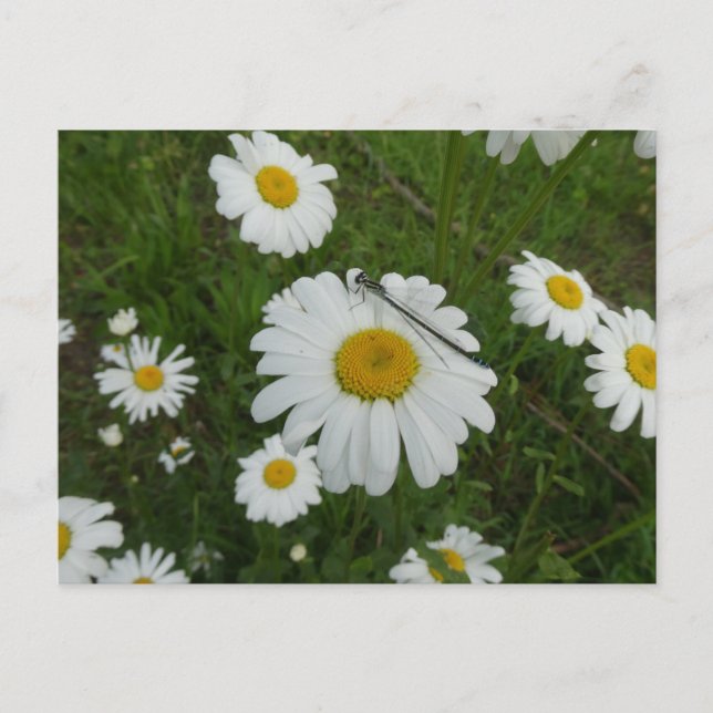 Daisies & Damselfly DIY Postkarte (Vorderseite)