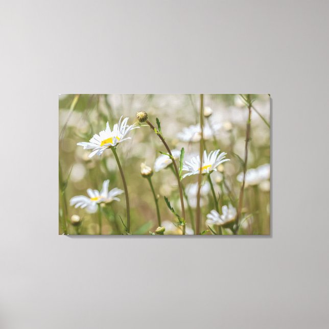 Daisies Field Leinwanddruck (Vorderseite)